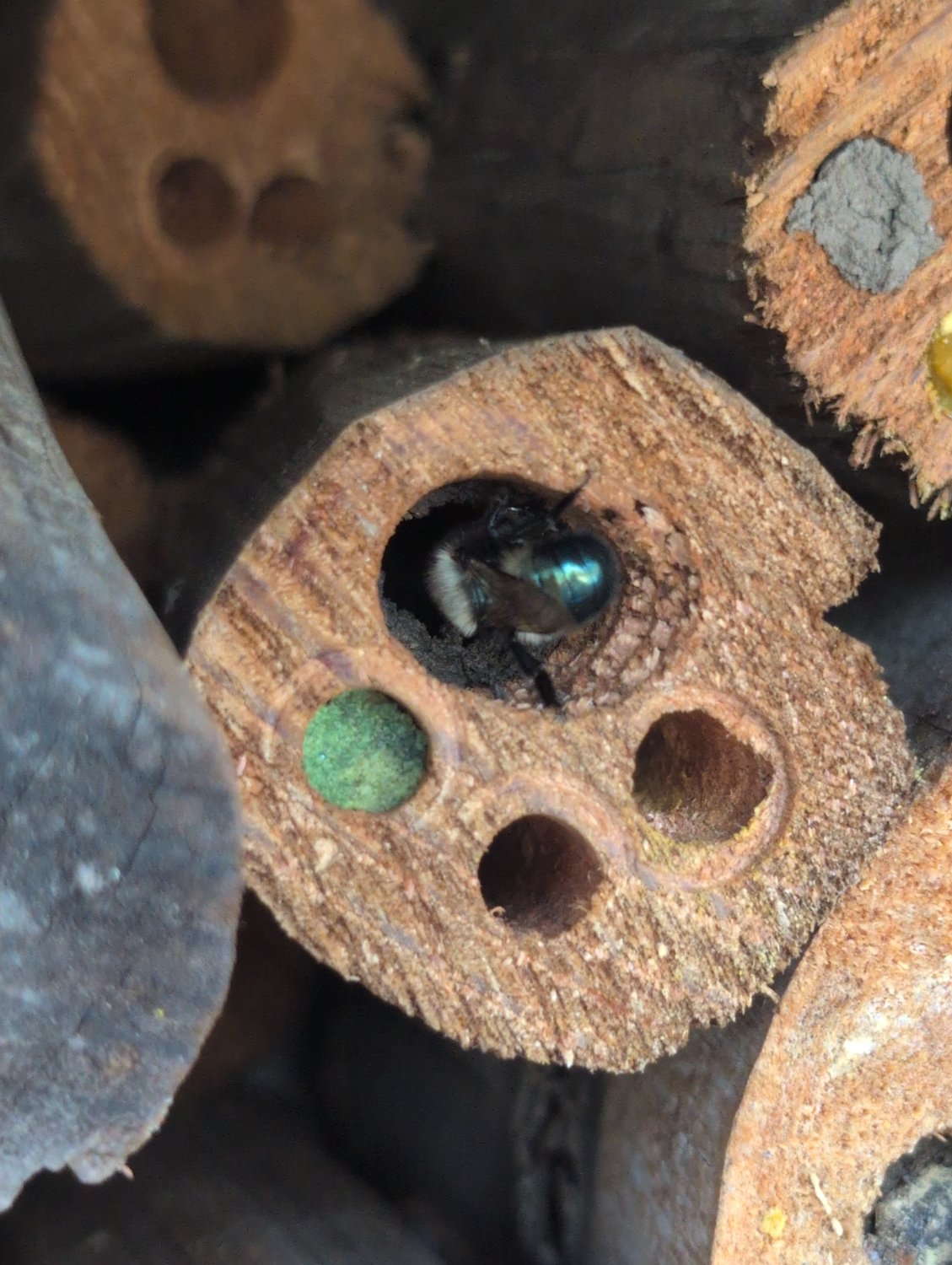 A shiny dark green bee butt poking out of a hole drilled in a small log.