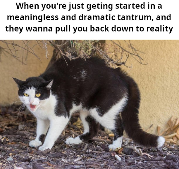 A picture of an adult cat in the hissing position -- feet down, body pulled back, hair straight up and mouth open. Basically my reaction when I'm getting started in a meaningless and dramatic tantrum, just found a bunch of matching emotions to dramatically feel, and logical reasons to build upon! All this, and then these cruel-hearted monsters wanna take you back down to reality.