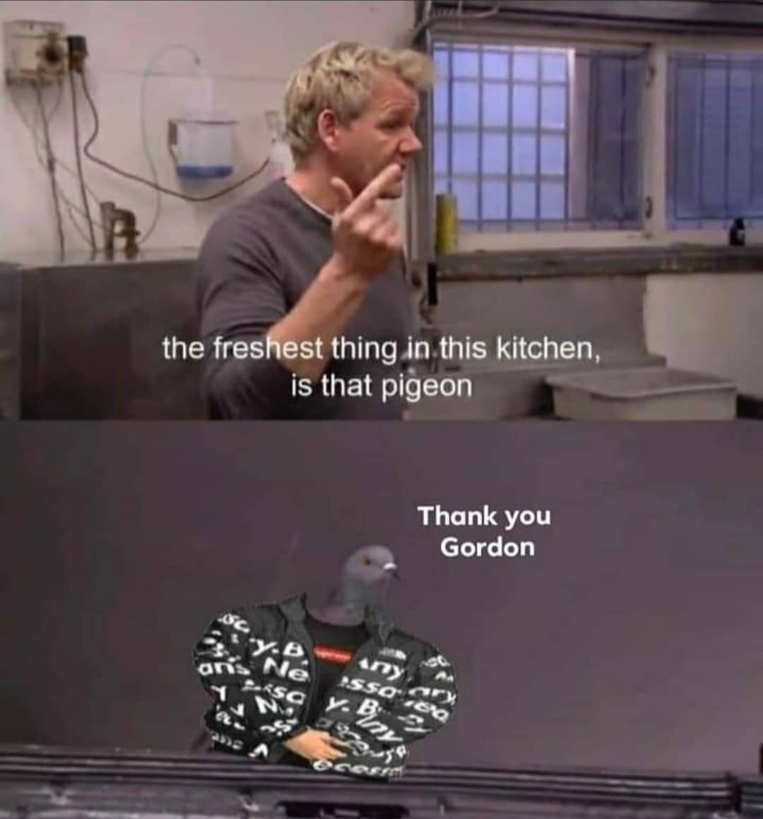 On the top part of the image is Gordon Ramsay saying "the freshest thing in this kitchen, is that pigeon" while on the bottom half is the pigeon in question, with supreme shirt and jacket photoshopped over it. The pigeon says "Thank you Gordon"
