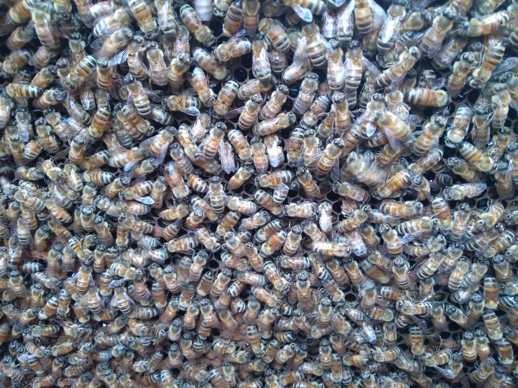 lots of bees on a honeycomb