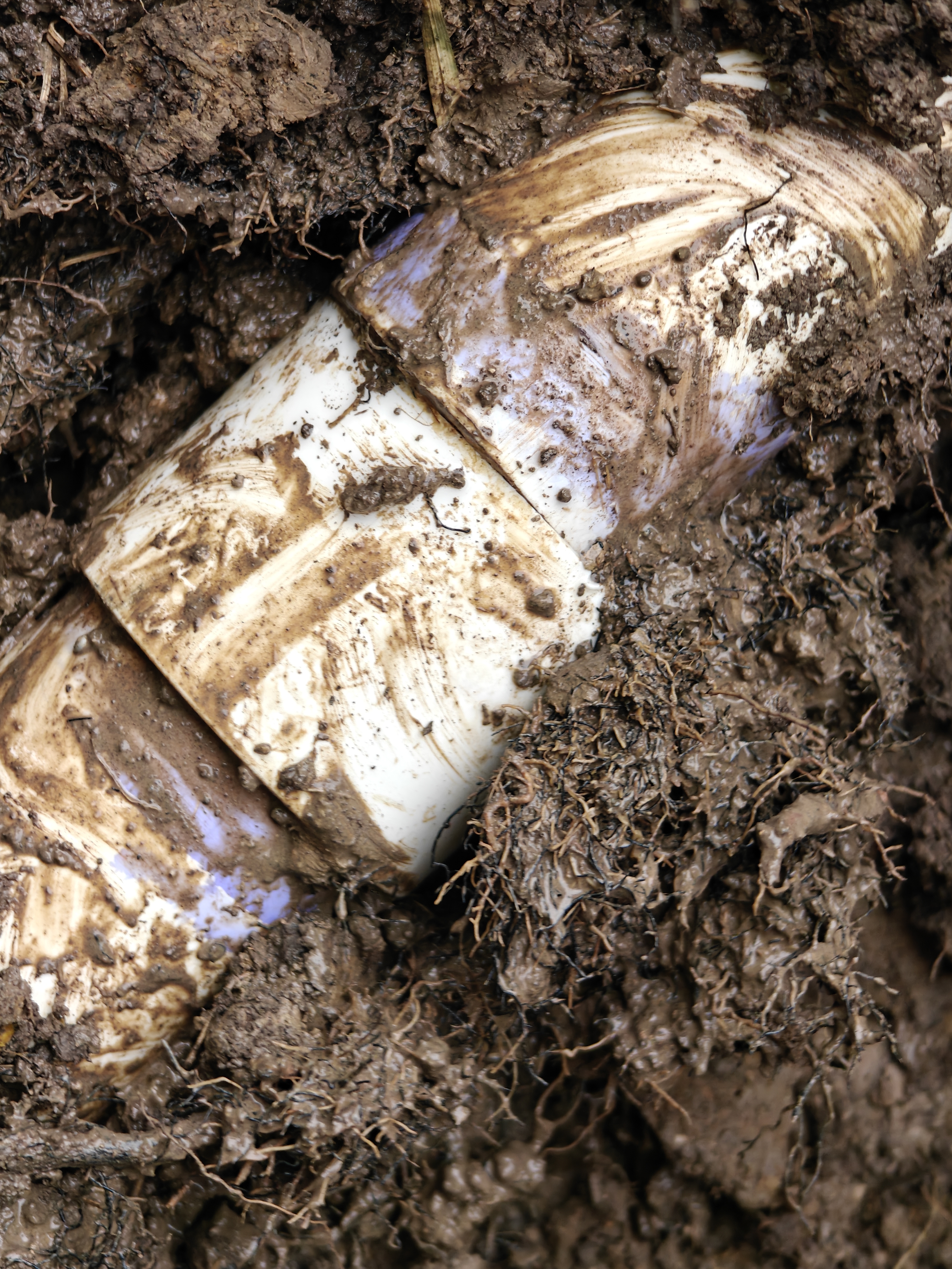 A photo of a hole in clay soil. A PVC pipe is exposed. Although it has evidence of PVC glue, a joint is open on both sides of the coupler. A mass of tree roots is going into the pipe.