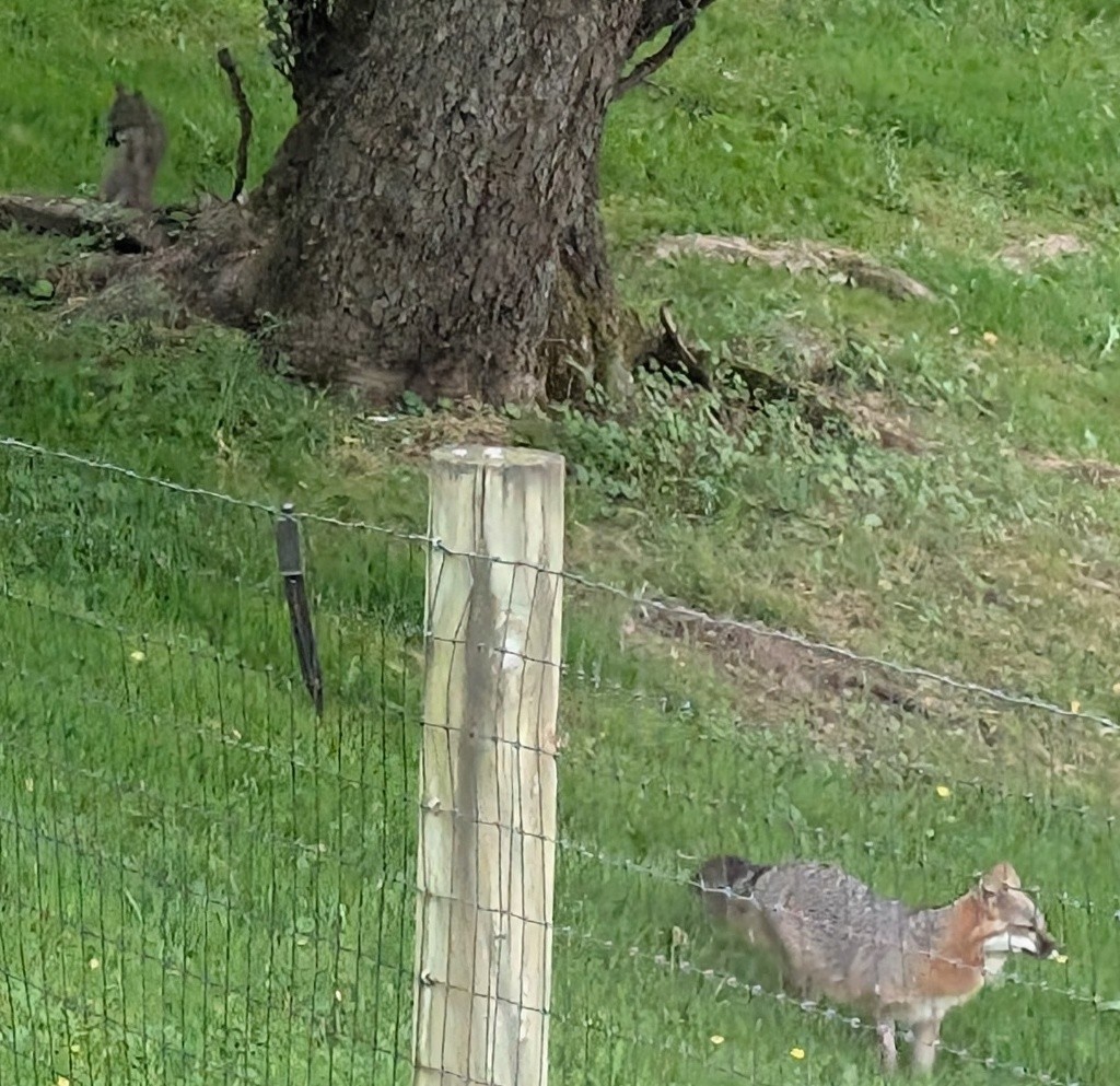 Is this a fox or coyote?