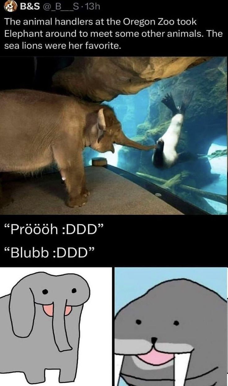 Microblog post: "The animal handlers at the Oregon Zoo Took Elephant around to meet some other animals. The sea lions were her favorite.". Photo of a elephant looking at a seal behind glass under water. Simplistic drawing of a elephant: "Pröööh :DDD". Simplistic drawing of a seal: "Blubb :DDD"
